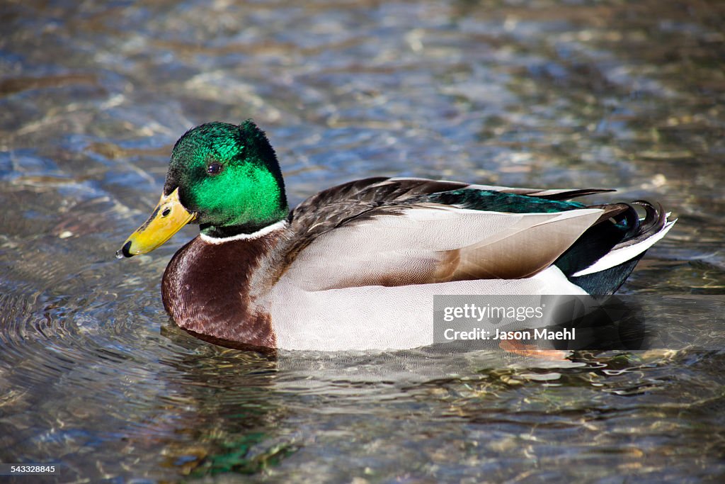 Dabbling Duck