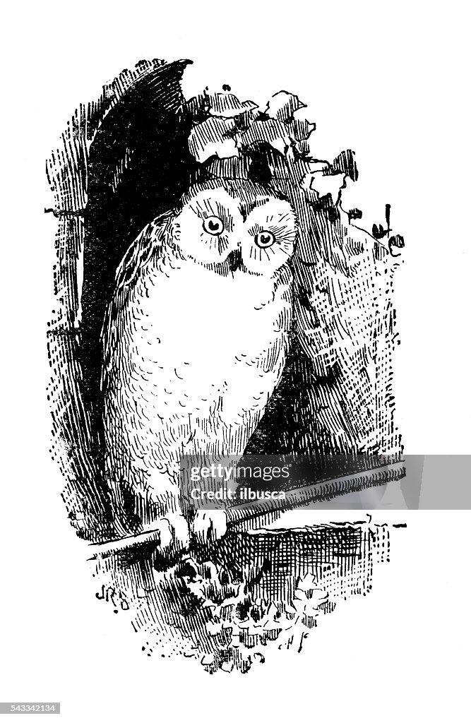 Antique children's book comic illustration: owl