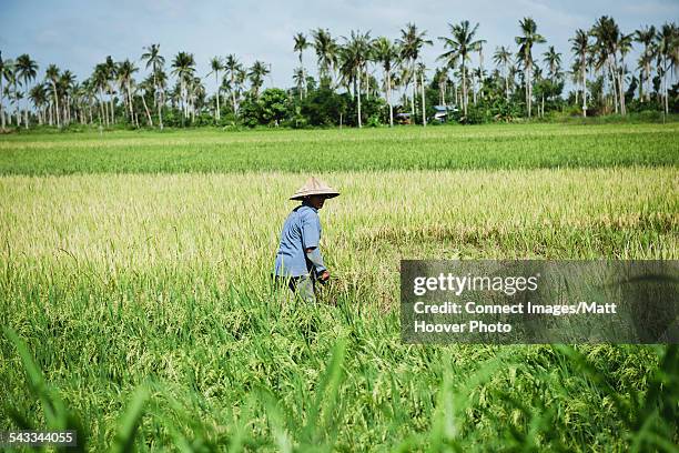 Leyte Rice Leyte Leyte Photos and Premium High Res Pictures - Getty Images