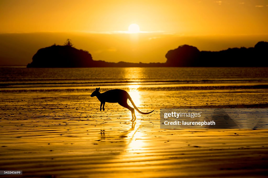 Australia, Silhouette of kangaroo on beach