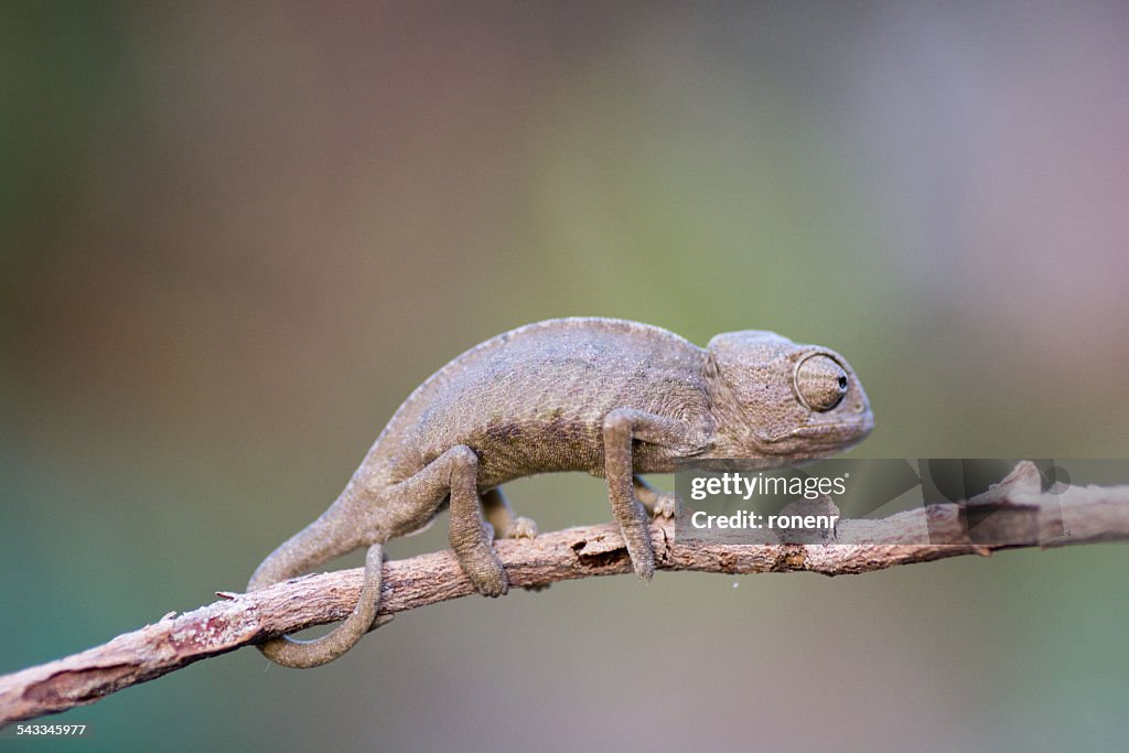 Israel, Chameleon sitting on twig