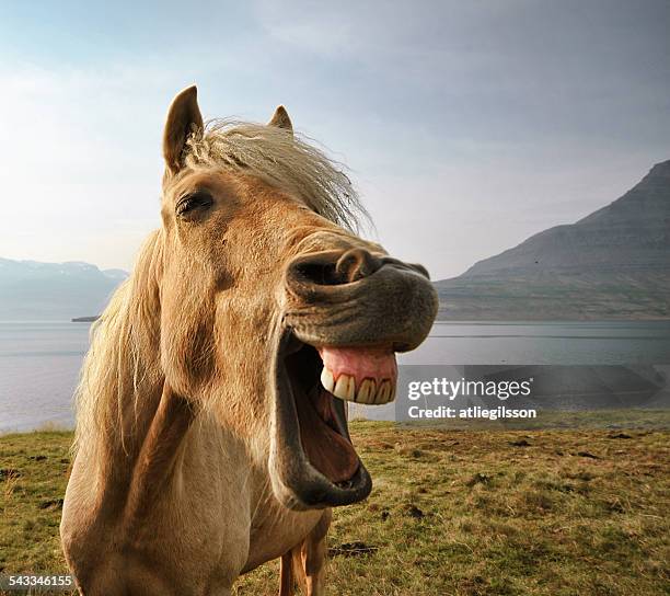 Iceland, eskifjordur, Portrait of Icelandic horse by lake