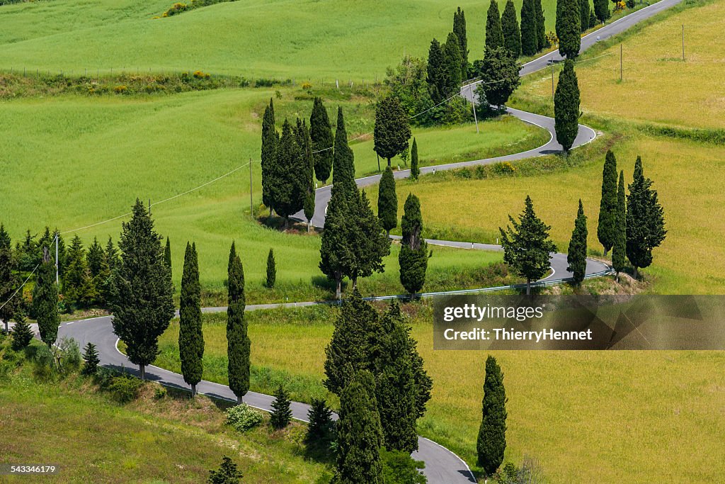 Italy, Tuscany, Monticchiello, Small trees along winding road