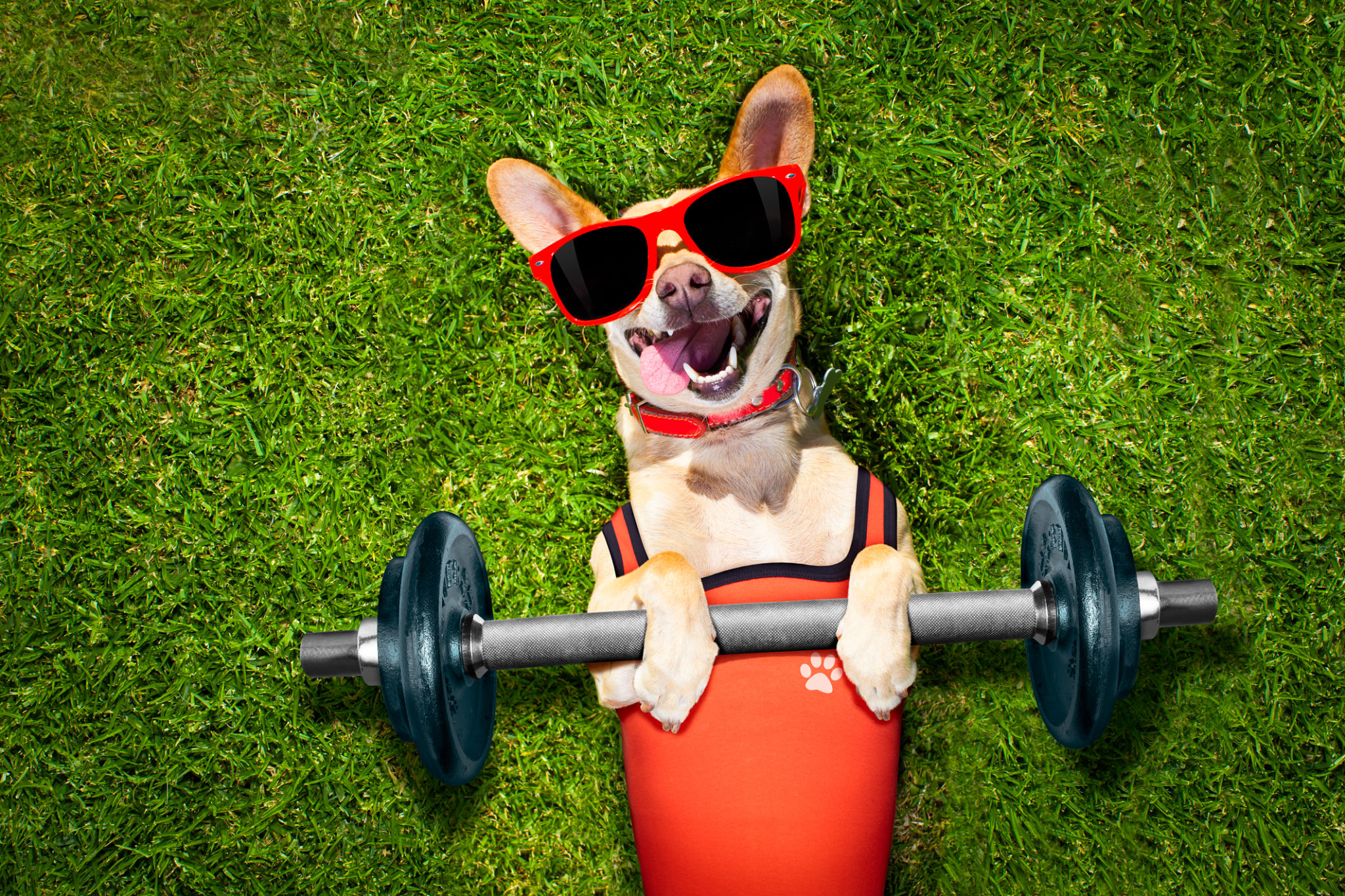 dog exercise