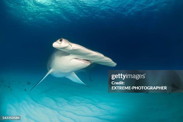 hammerhead shark on the ocean floor - bimini stock pictures, royalty-free photos & images