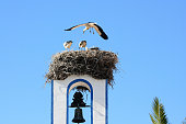 Storks nest on a Portuguese bellfry