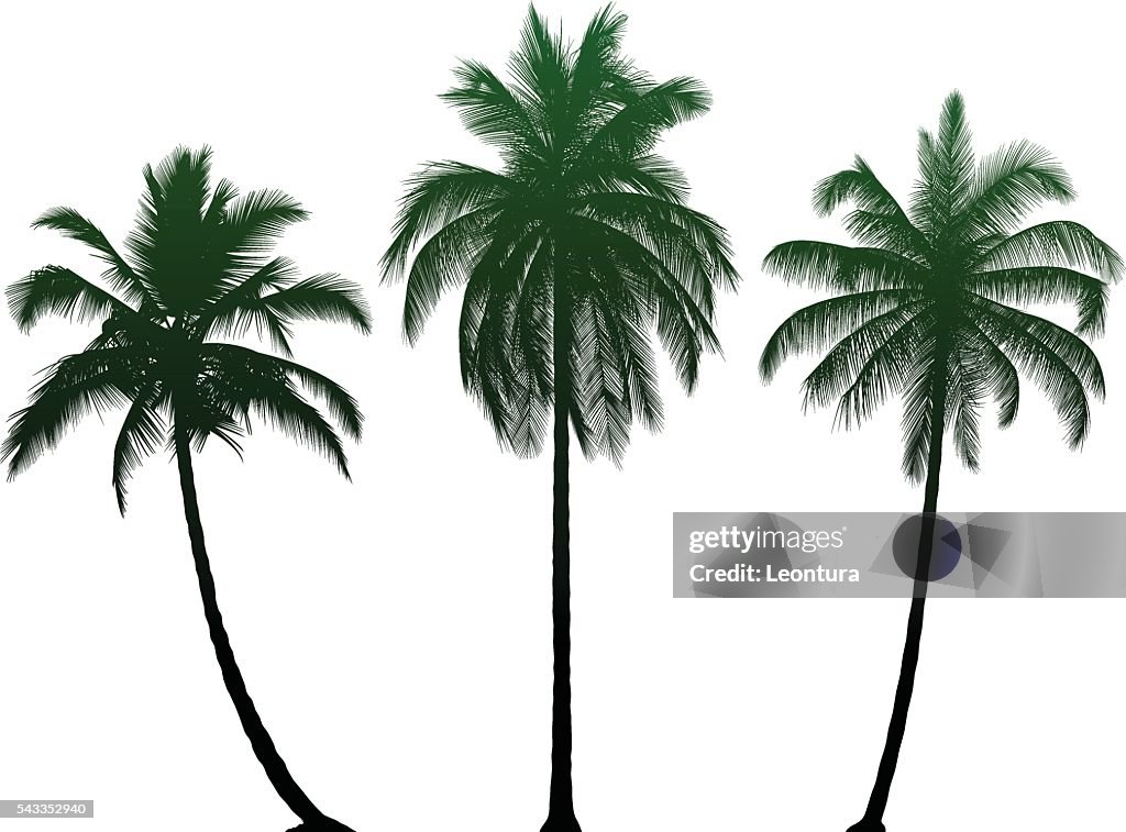 Highly Detailed Palm Trees