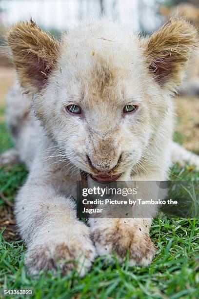 white lion cub biting branch - white lion 個照片及圖片檔