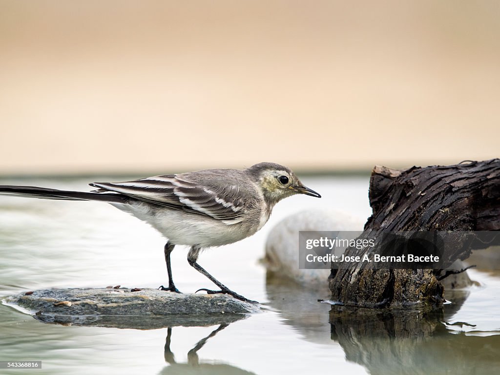 Tawny Pipit (Anthus campestris),drinking inside the water. It is a species of bird paseriforme of the family Motacillidae.