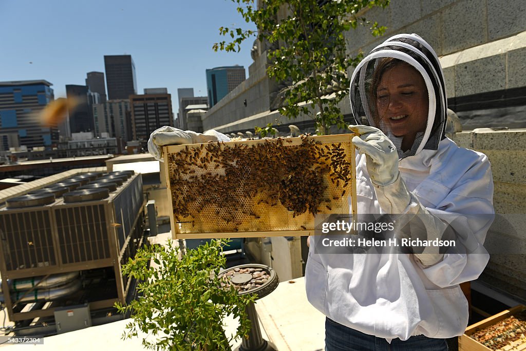 Bee keeper Caitlin Rose Keeney tends to the four beehives on the roof of Union Station in Denver, Colorado.