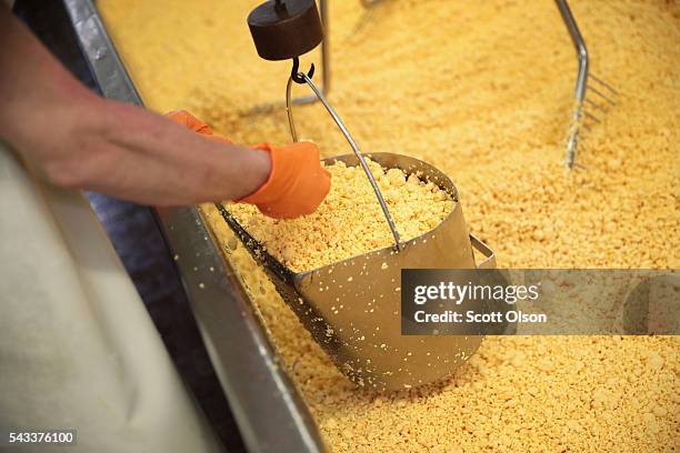 Worker scoops up a pail of Colby cheese curds that will be pressed into 40 pound blocks of cheese at the Widmer's Cheese Cellars on June 27, 2016 in...