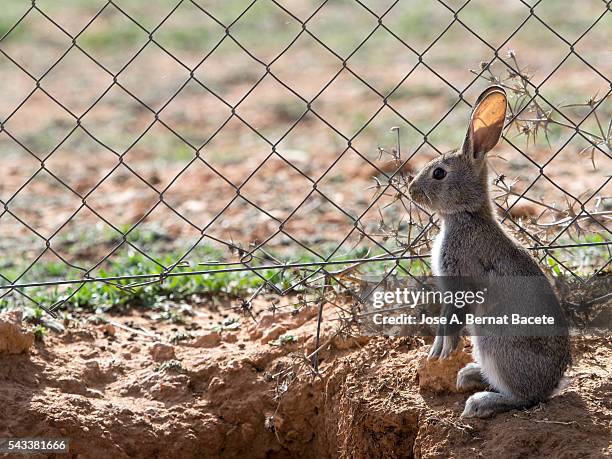 rabbit on two legs with a metal fence. family of rabbits close to his burrow. ( species oryctolagus cuniculus.) - rabbit burrow bildbanksfoton och bilder