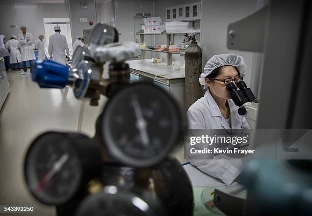 Chinese lab technician uses microinjection equipment to inject wolbachia into mosquito eggs at the Sun Yat-Sen University-Michigan University Joint...