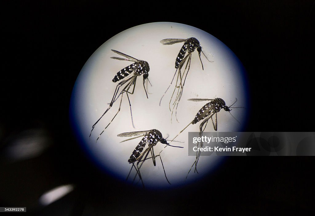 World's Largest Mosquito Factory Aims To Prevent Zika