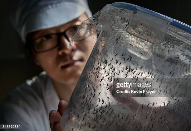 Chinese Phd student and researcher Zhang Dongjing displays a container of sterile adult male mosquitos that are ready to be released in a lab in the...