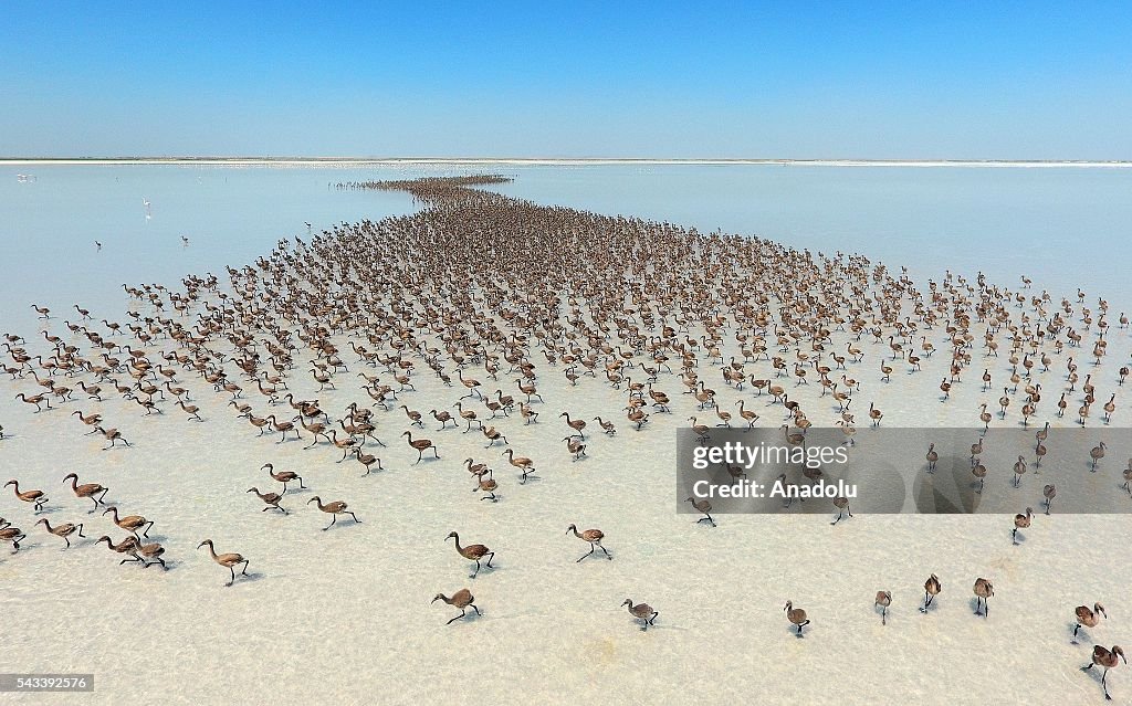 Flamingo chicks emerge from their nests in Turkey's Aksaray