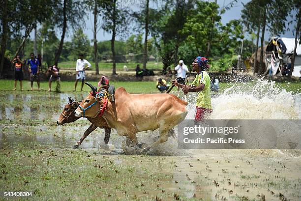 Cattle Racing 88 South 24 Parganas District Stock Photos, High-Res Pictures, and ...