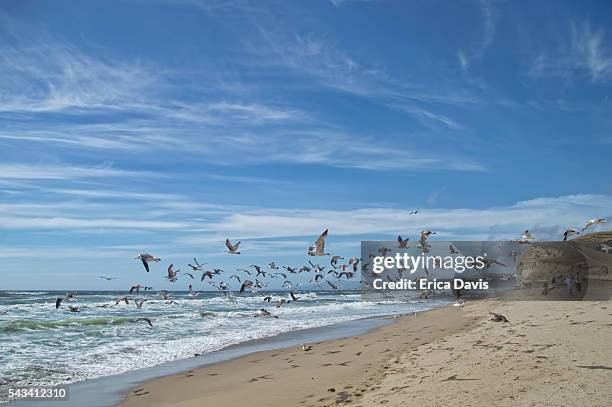 gull birds flying on san gregorio state beach with woman and man walking - gaviota de california fotografías e imágenes de stock