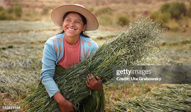 Sacaca, Bolivia Female farmer with a sheaf of oats in the Andes of Bolivia on April 15, 2016 in Sacaca, Bolivia.