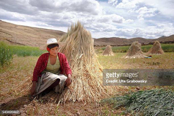Sacaca, Bolivia Young female farmer with a sheaf of wheat in the Andes of Bolivia on April 15, 2016 in Sacaca, Bolivia.