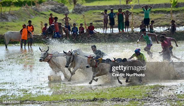 59 Indian Farmers Participate In A Bull Racing In Paddy Fields Stock ...