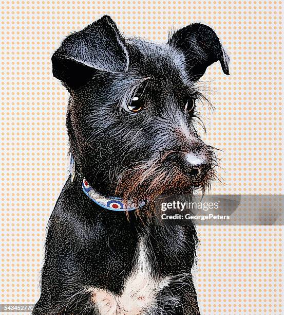 stockillustraties, clipart, cartoons en iconen met portrait of a black terrier mixed breed dog - mixed breed dog