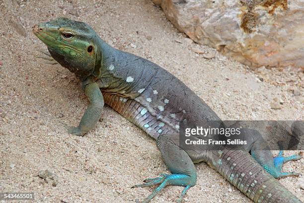 lizard (cnemidophorus murinus) on curacao - cnemidophorus stock pictures, royalty-free photos & images