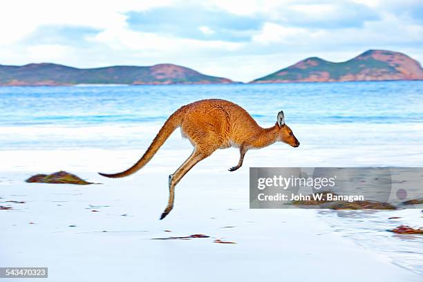 red kangaroos - jumping australia stock-fotos und bilder