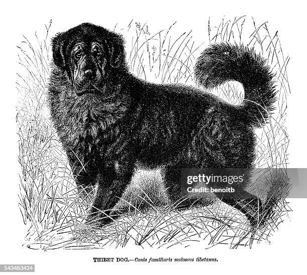 tibetan mastiff - tibetan mastiff stock illustrations
