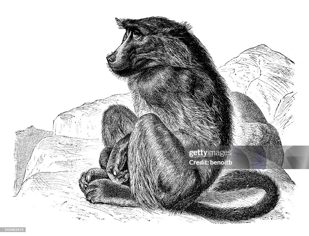 Chacma baboon