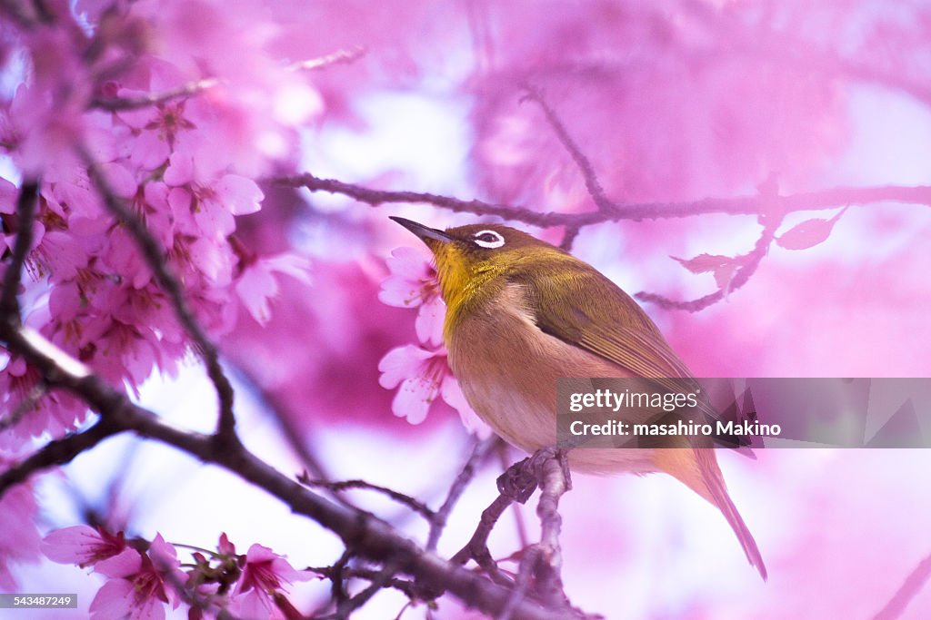 Japanese Wwhite-eye on cherry Ttree