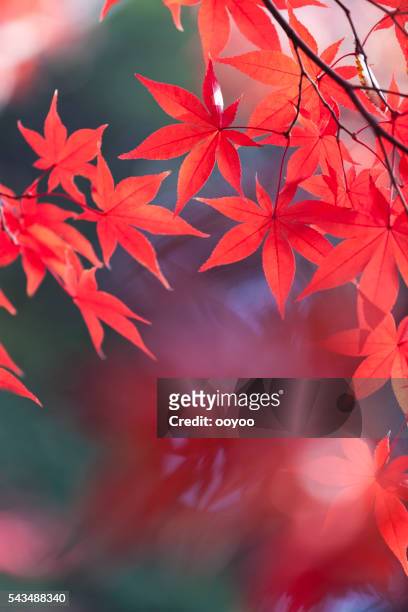 japanese autumn colors - japanese maple stockfoto's en -beelden