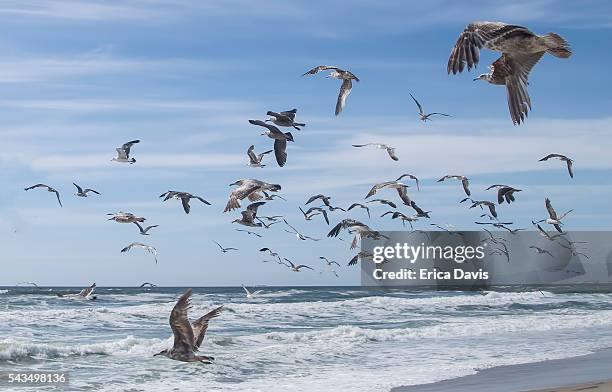 gull birds flying on san gregorio state beach. - gaviota de california fotografías e imágenes de stock