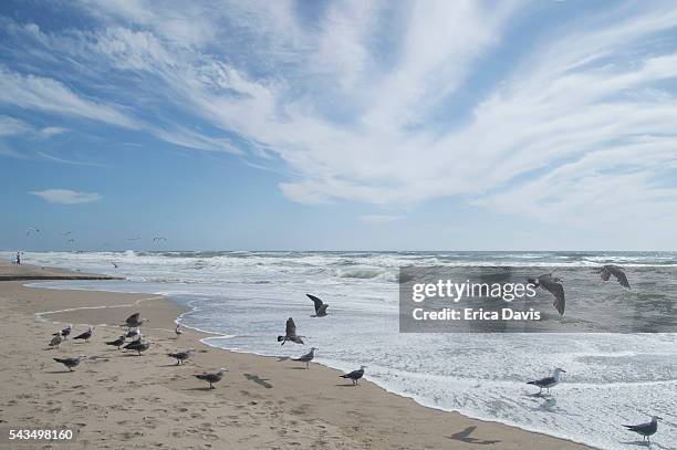 gull birds on san gregorio state beach. - gaviota de california fotografías e imágenes de stock