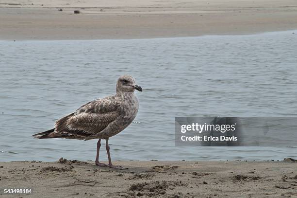 san gregorio state beach;s california gull protected estuary for numerous birds and small animals - gaviota de california fotografías e imágenes de stock
