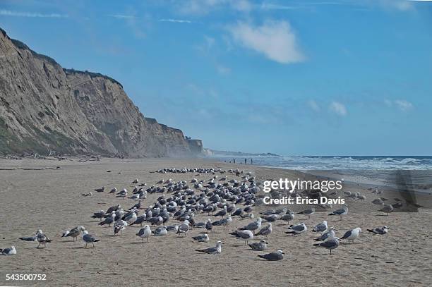 gull birds sitting and standing on san gregorio state beach with men fishing in the distance - gaviota de california fotografías e imágenes de stock