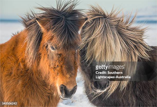 icelandic ponies running free at budardalur, northwest iceland - icelandic horse stock pictures, royalty-free photos & images