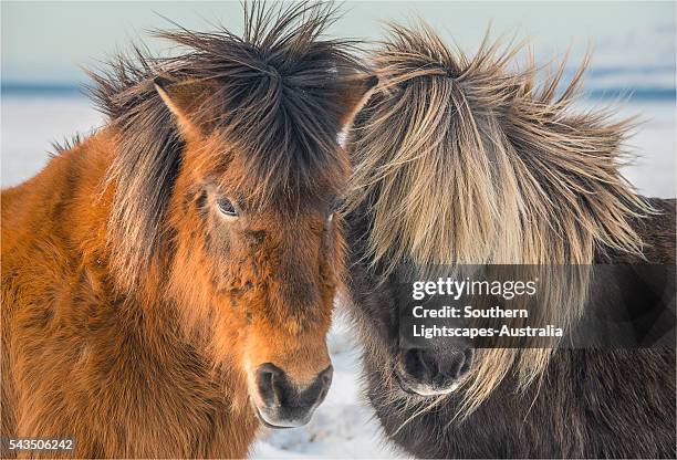 icelandic ponies running free at budardalur, northwest iceland - 冰島馬 個照片及圖片檔