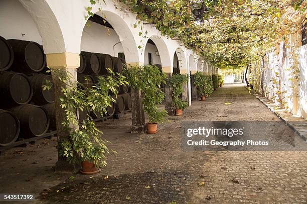 Historic courtyard with grapevines, Bodegas Domecq, Jerez de la Frontera, Cadiz province, Spain.