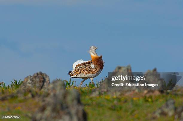 Great Bustard . La Serena. Extremadura. Spain.