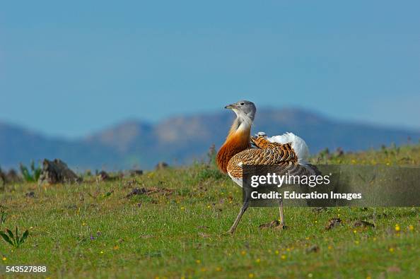 Great Bustard, Otis tarda, La Serena. Extremadura. Spain Great Bustard, Otis tarda, La Serena. Extremadura. Spain