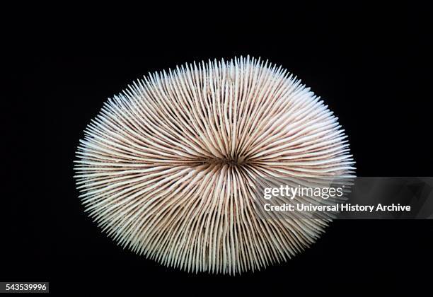 Calcareous skeleton of the coral, Fungia scutaria by Dr. James P. McVey. Dated 20th Century