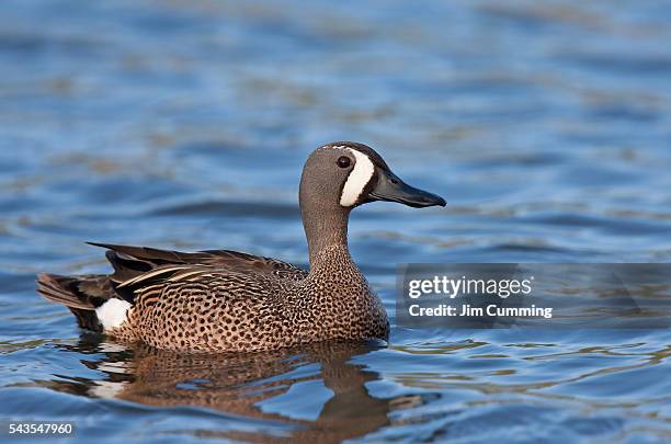 blue-winged teal - teal anas discors birds stock pictures, royalty-free photos & images