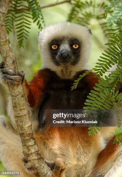 madagascar diademed lemur portrait - lemur stockfoto's en -beelden