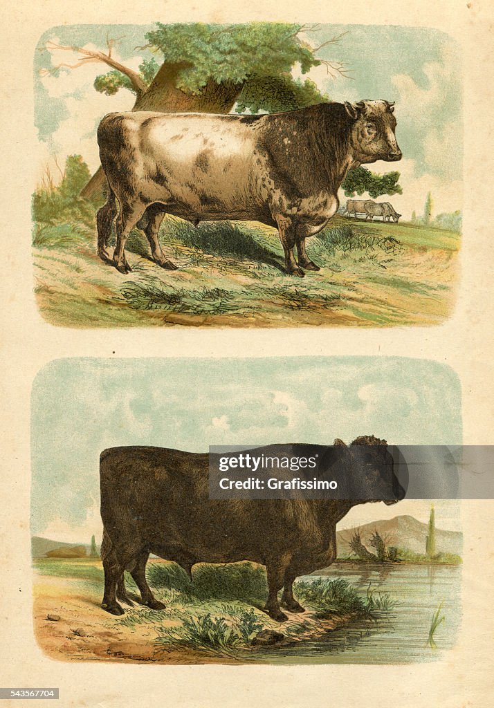 Bull cow cattle engraving 1880