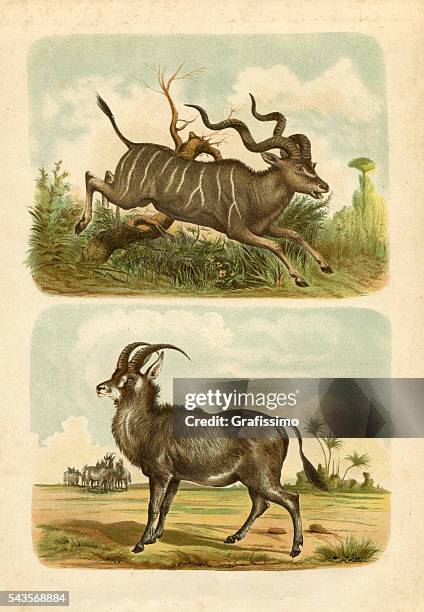 großer kudu und erloschenen bluebuck gravur 1880 - kudu stock-grafiken, -clipart, -cartoons und -symbole