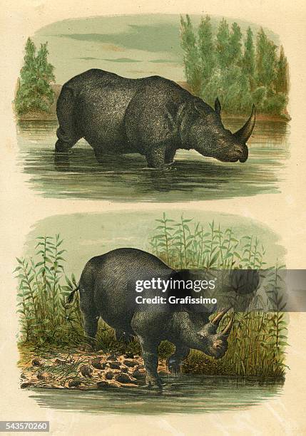 stockillustraties, clipart, cartoons en iconen met indian rhinoceros and extinct black rhino 1880 - neushoorn