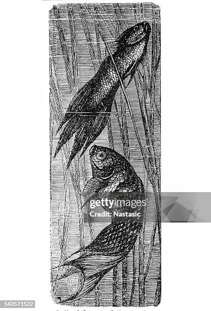 polyacanthus viridi-auratus - ambroise thomas stock illustrations