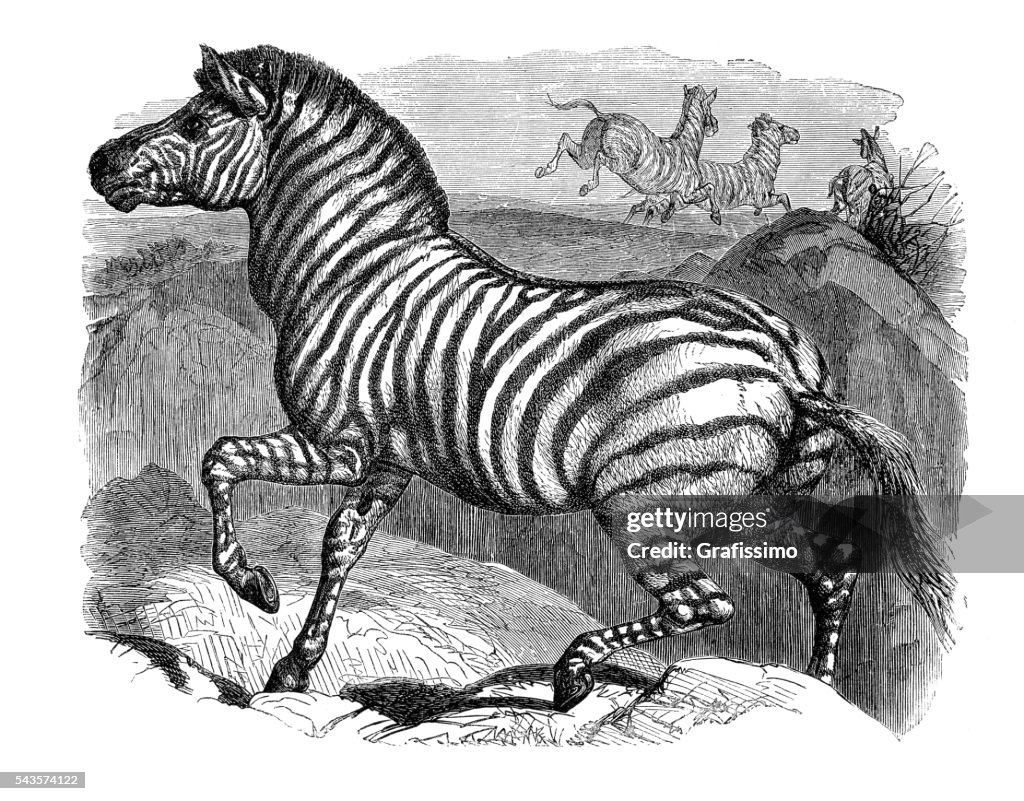 Zebra running in Africa engraving 1880