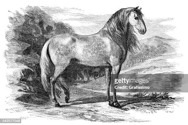 andalusian pure spanish horse engraving 1880 - 馬 幅插畫檔、美工圖案、卡通及圖標